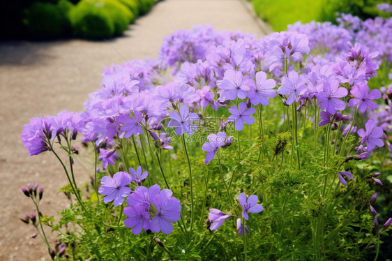 紫花园区图片