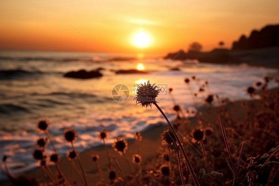日落海滩图片