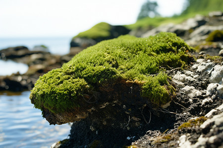 岩石上的苔藓图片