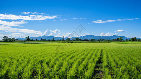 排列水稻水田背景图片