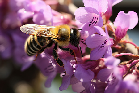 蜜蜂采蜜的紫花上图片