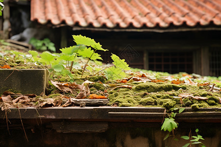 古村落屋顶绿植图片