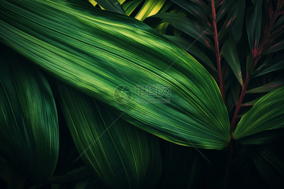 热带雨林的树叶图片