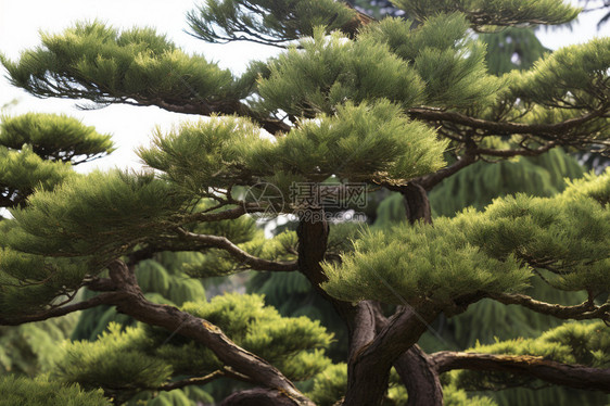 松树植物图片