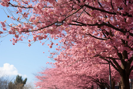 盛开的美丽樱花图片