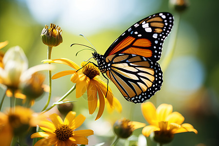 蝴蝶停在鲜花上图片