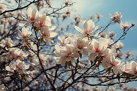樱花成簇的风景图片