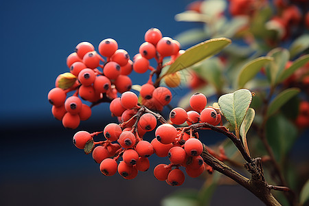 树上的红色浆果图片
