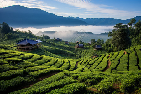 茶园种植图片