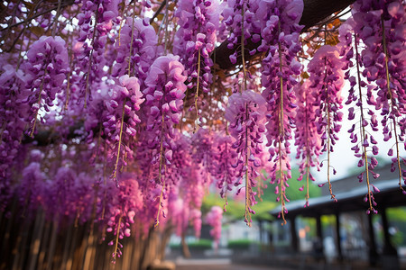 公园中挂满的紫藤花图片