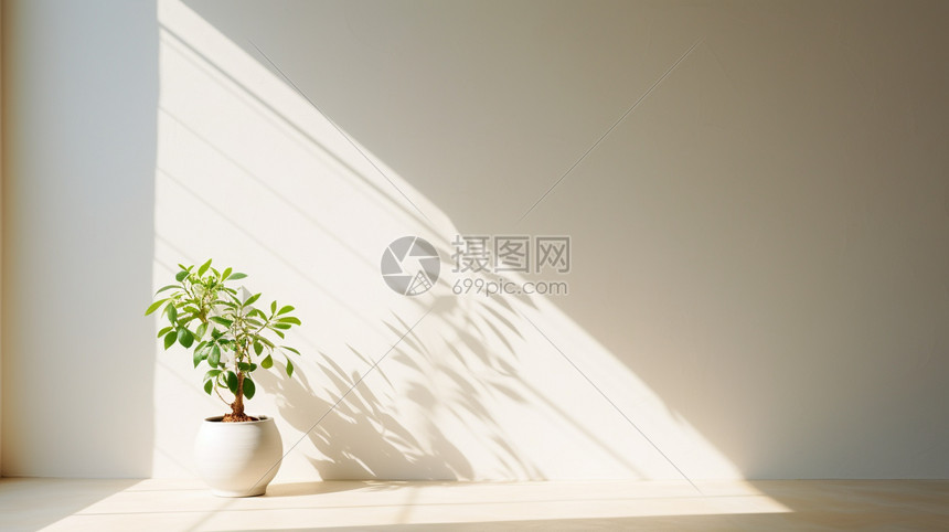 盆栽植物背景图片