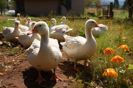 ：花田、鸭群、农舍背景图片