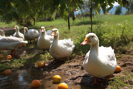 农舍边的鹅群和橘子图片