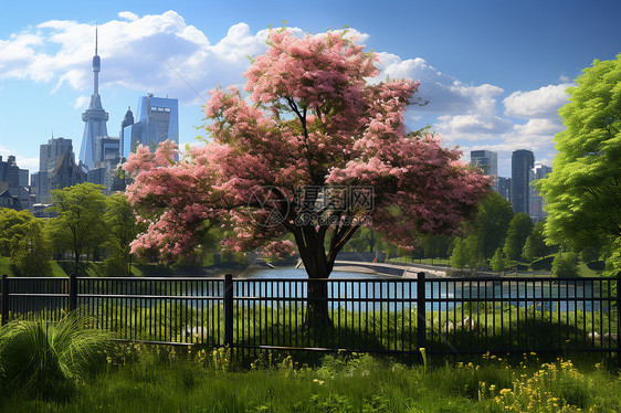 都市芳草繁花树下图片
