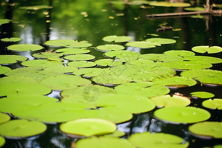 一片绿色睡莲覆盖在池塘上图片