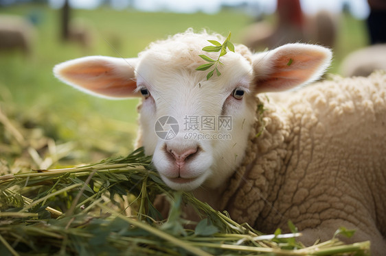 美丽的自然景色中一只羊躺在草地上图片