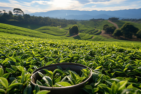 茶园等待采摘的茶叶图片