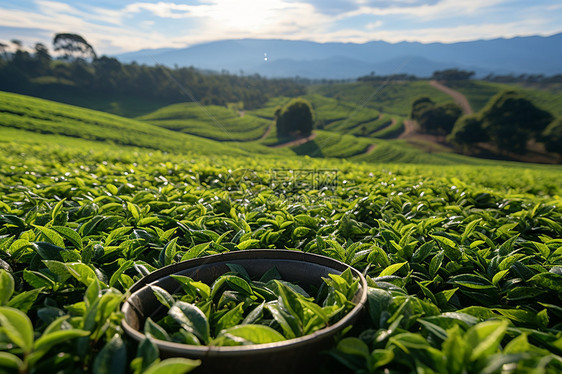 茶园等待采摘的茶叶图片