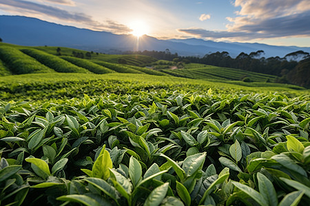 乡下辽阔的茶田图片