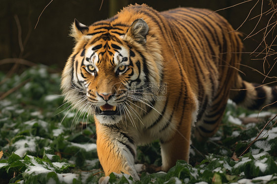 丛林中威猛的老虎图片