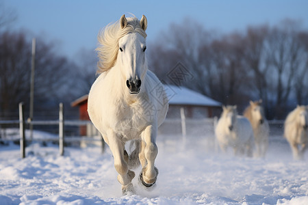 雪地上奔跑的白马背景图片