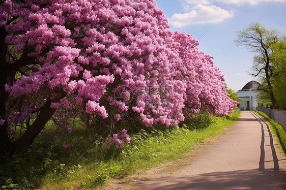 散步道路旁的鲜花图片