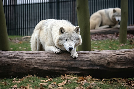 动物园中的野生白狼图片