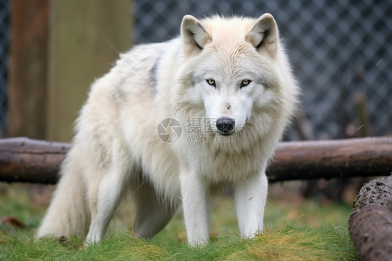 肉食动物的白狼图片