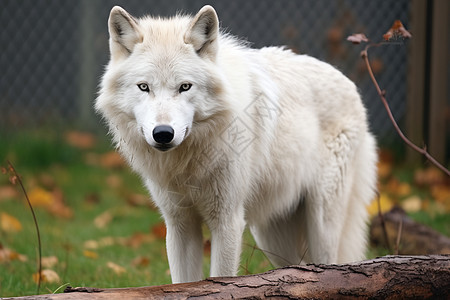 凶猛危险的白狼图片