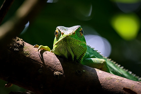 热带丛林中的蜥蜴图片