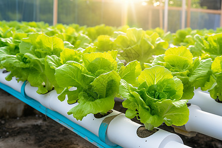 室内温室培育的绿色蔬菜图片