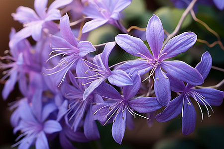 盛开的紫罗兰花朵图片
