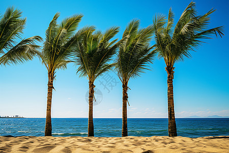 热带岛屿的棕榈树图片