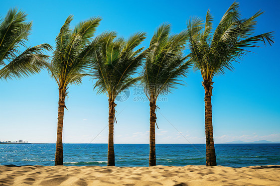 热带岛屿的棕榈树图片
