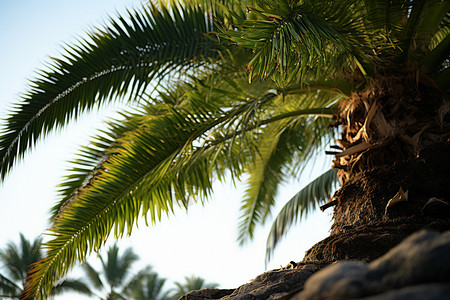 夏季棕榈树的自然景观图片