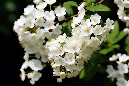 花园里盛开的白色绣球花图片