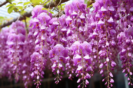 春季户外公园中的紫罗兰花朵图片