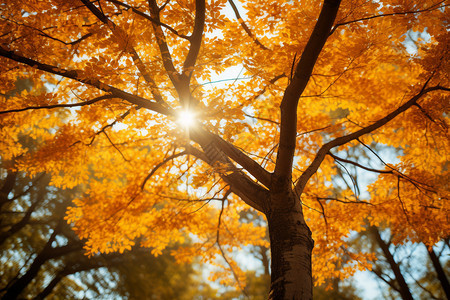 秋季公园枫叶的美丽景观图片