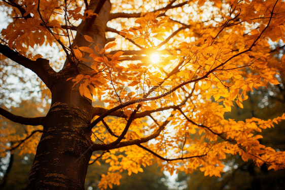 美丽的秋季树木景观图片