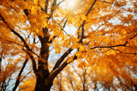 秋季树林中的美丽景观图片