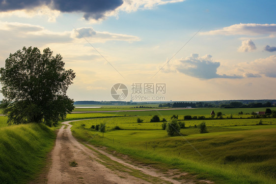 平原上的树林图片