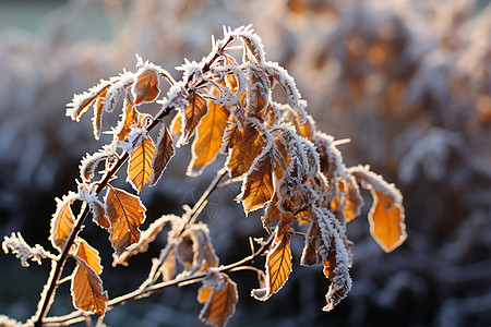 自然的冬天风景图片