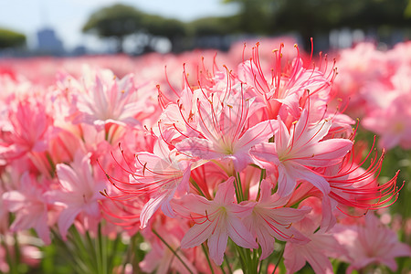 粉色花海里的百合花高清图片