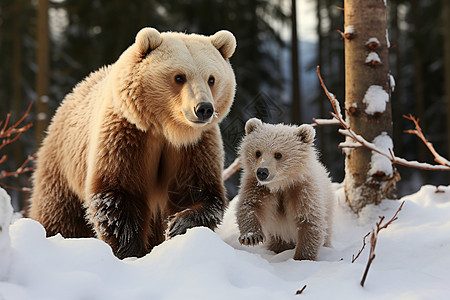 森林中的大熊和小熊图片