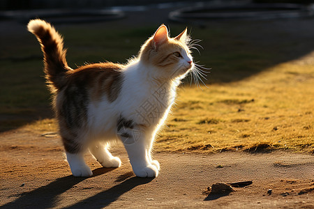 宠物猫在城市的晨光中图片