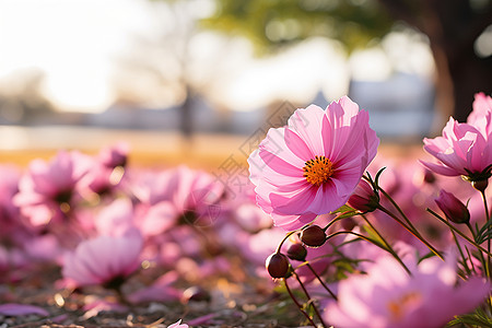 花海图片