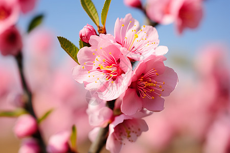 春日的桃花树上盛开绽放的花朵背景图片