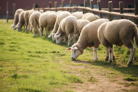 乡村农业养殖的羊群图片