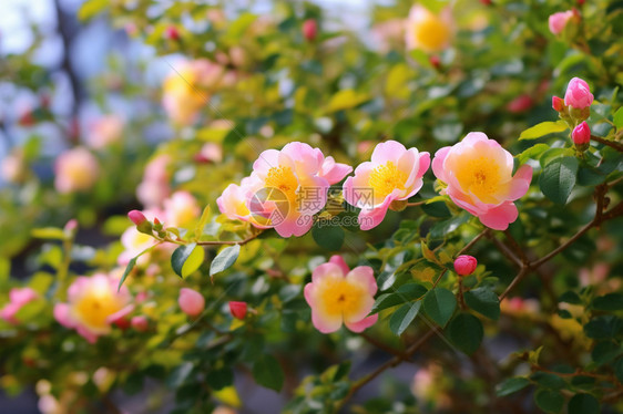 美丽的花园图片