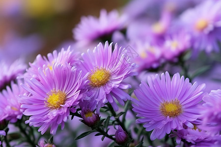 花园里的大捧紫花图片
